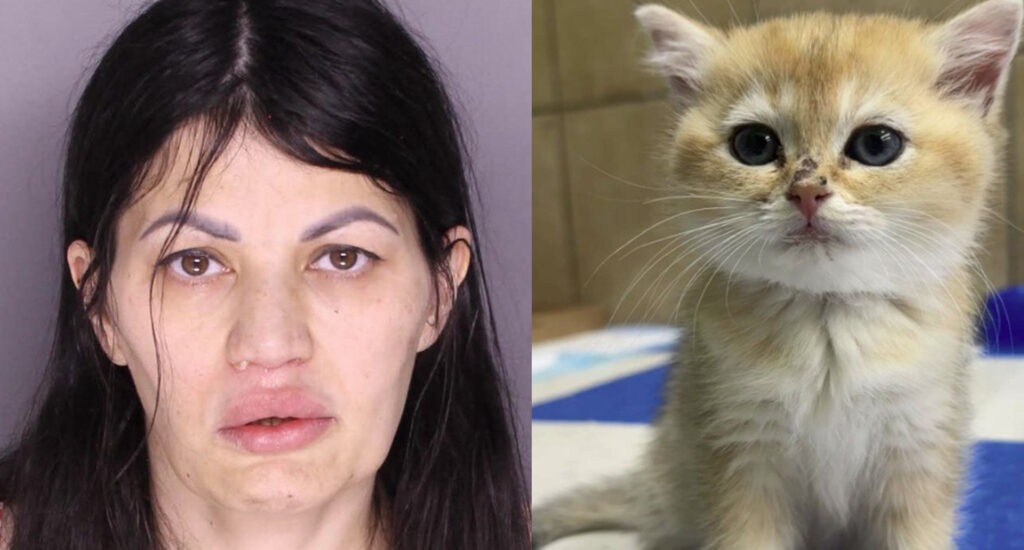 Kitten Thief Arrested, Cat Returned to Owner