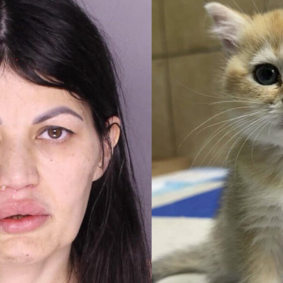 Kitten thief arrested, cat returned to owner - photo licensed by shore news network.
