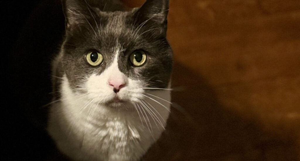 Missing cat Olaf last seen in Byram Township on May 29
