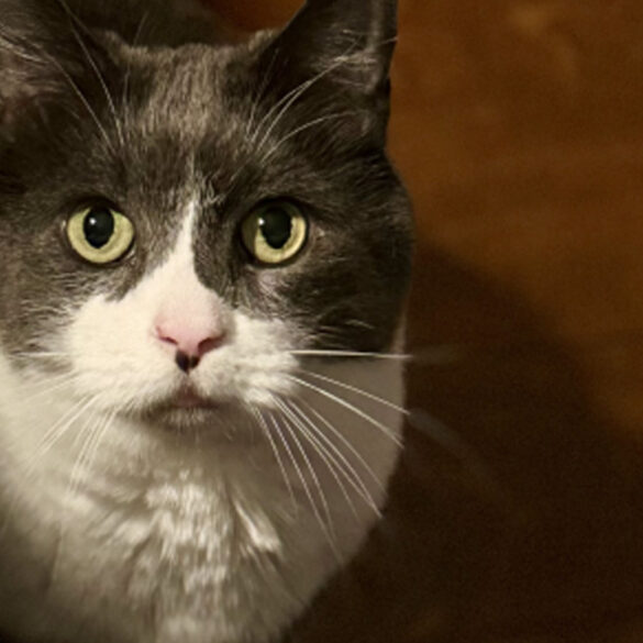 Missing cat olaf last seen in byram township on may 29 - photo licensed by shore news network.