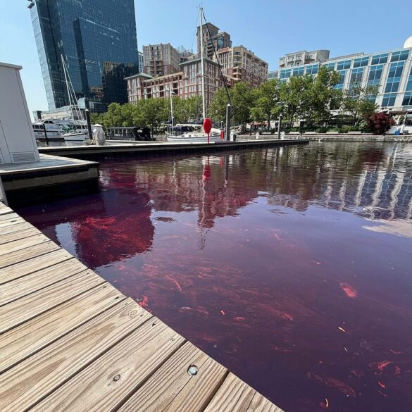 Oil spill turns baltimore's inner harbor red near fells point - photo licensed by shore news network.