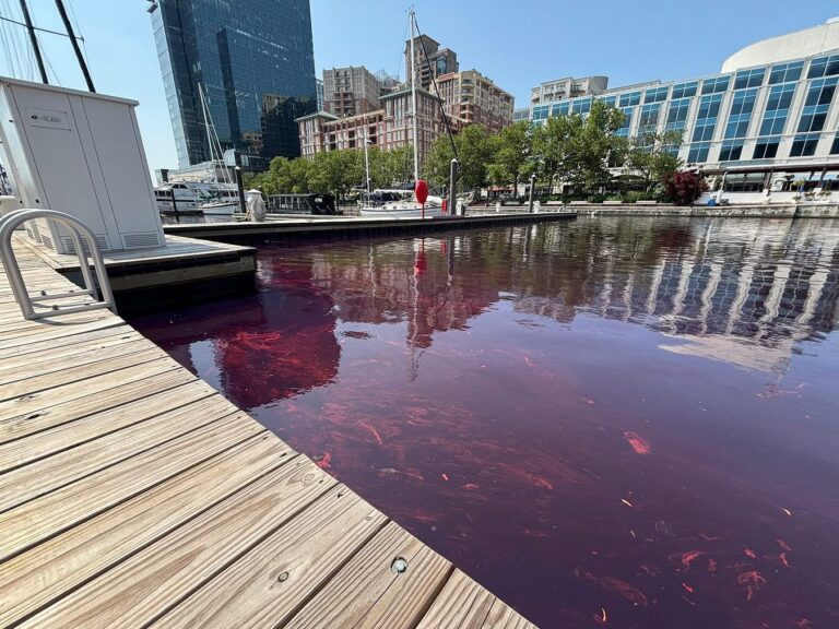 Oil spill turns baltimore's inner harbor red near fells point - photo licensed by shore news network.