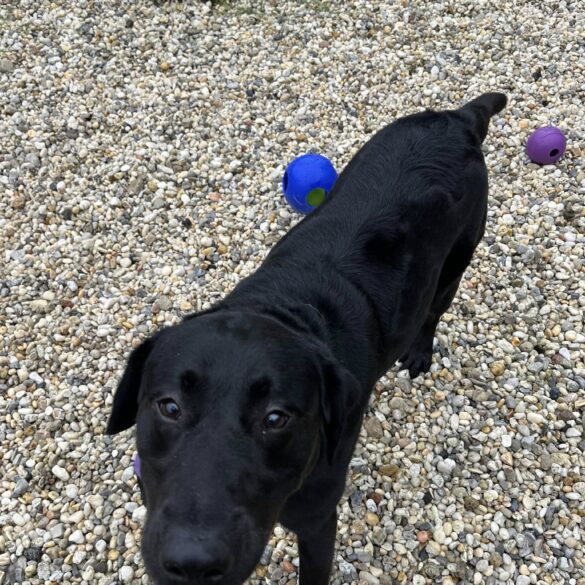 Playful pup kenny stuck in shelter awaits lifeline - photo licensed by shore news network.