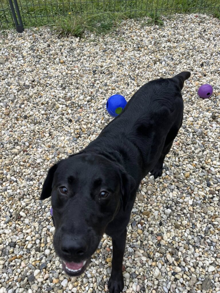 Playful pup kenny stuck in shelter awaits lifeline - photo licensed by shore news network.