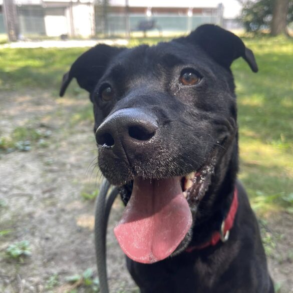 Northern ocean county shelter makes urgent plea for dog rescues and fosters - photo licensed by shore news network.