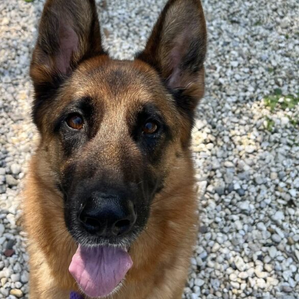 Shelter shepherd waits as foster plea goes unanswered - photo licensed by shore news network.
