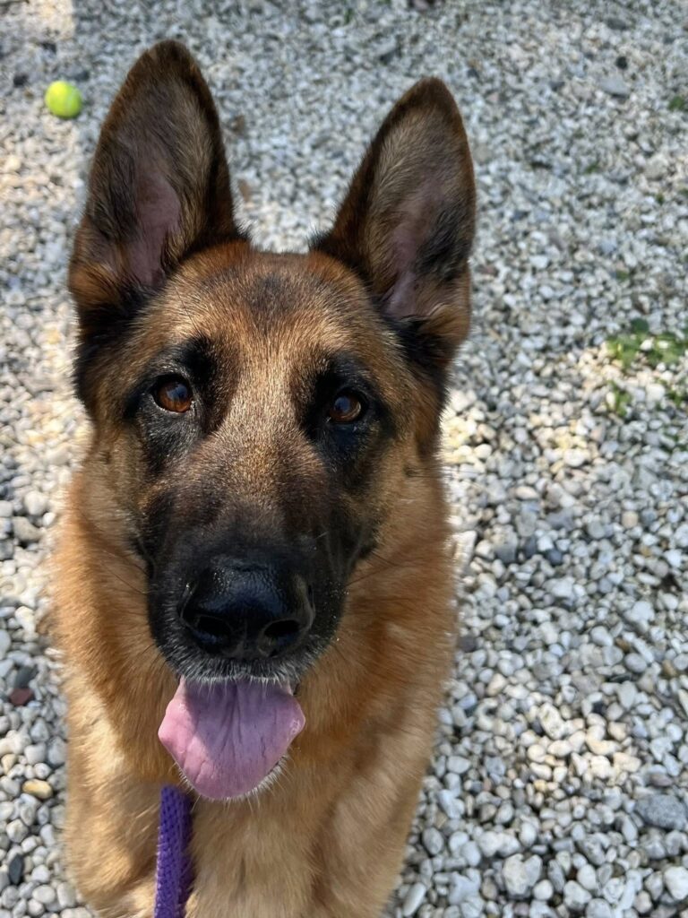 Shelter shepherd waits as foster plea goes unanswered - photo licensed by shore news network.