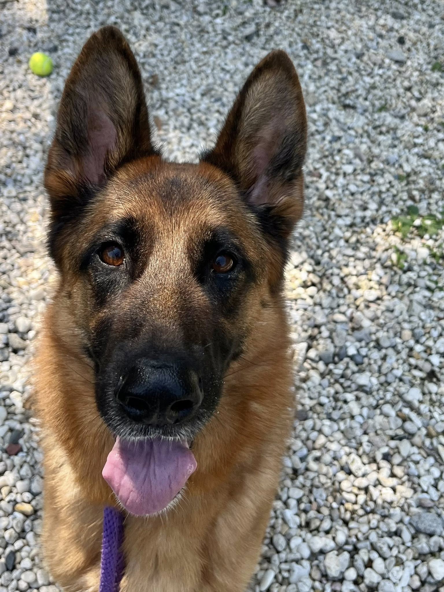 Shelter shepherd waits as foster plea goes unanswered