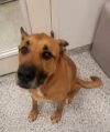 German shepherd axel joins adoption floor at southern ocean county animal shelter