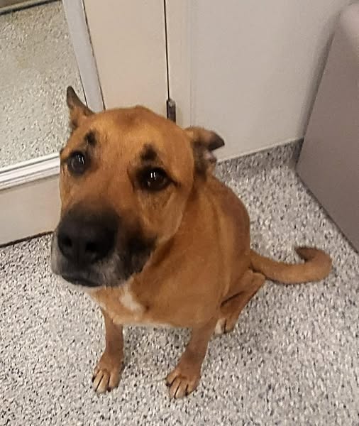 German Shepherd Axel joins adoption floor at Southern Ocean County Animal Shelter