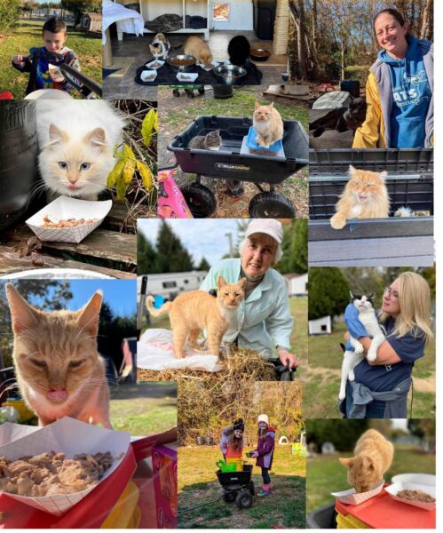 Cat sanctuary in Jackson seeks volunteers to help feed furry residents