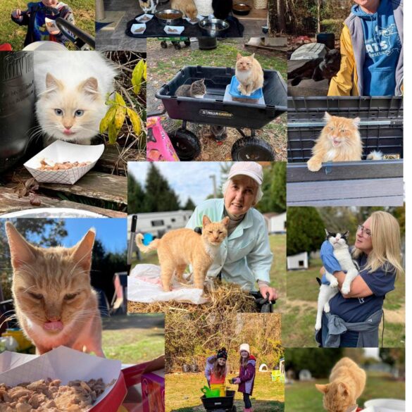 Cat sanctuary in jackson seeks volunteers to help feed furry residents - photo licensed by shore news network.