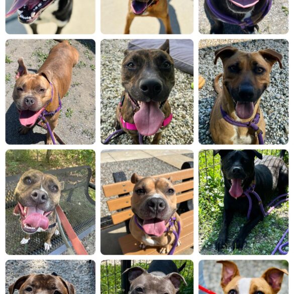 Jackson shelter dogs in need of adoption - photo licensed by shore news network.