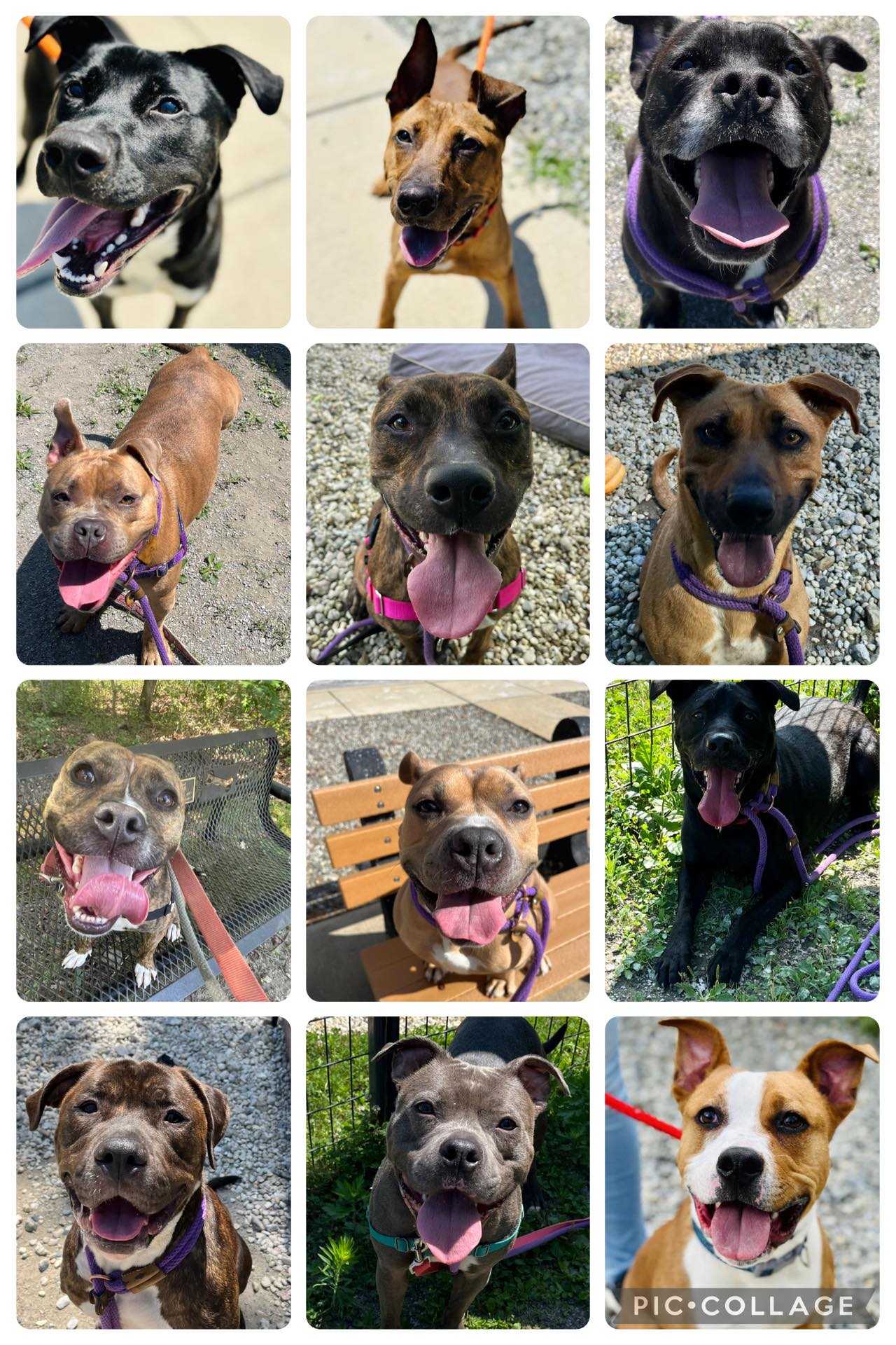 Jackson shelter dogs in need of adoption