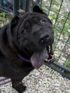 Three dogs stuck in limbo at ocean county shelter Three dogs stuck in limbo at ocean county shelter