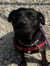 Two-year-old daisy back in shelter after adoption heartbreak