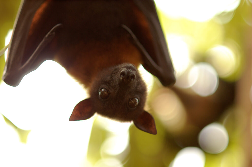 In New Jersey, Bats Are Eating the Spotted Lantern Flies
