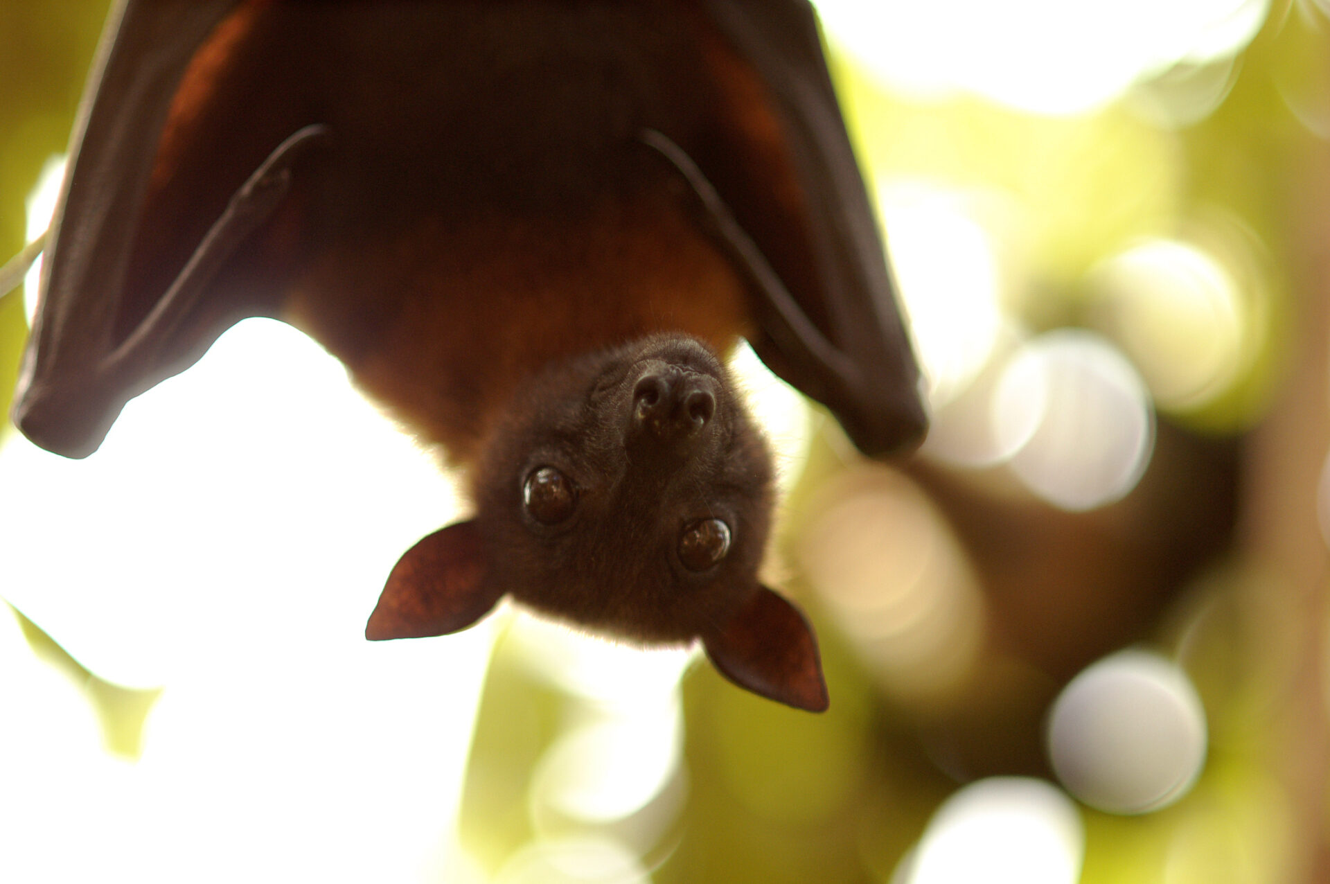 In New Jersey, Bats Are Eating the Spotted Lantern Flies