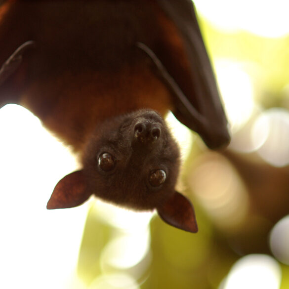 In new jersey, bats are eating the spotted lantern flies - photo licensed by shore news network.