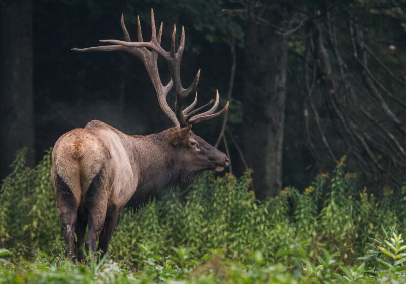 5 Animals in New Jersey That Have Gone Extinct