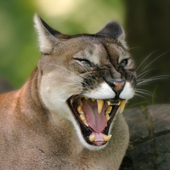 Watch: big cat spotted on house cam raises concerns for rochester area - photo licensed by shore news network.