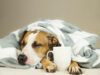 Newport news police issue urgent call for blanket donations for shelter animals