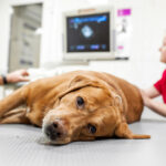 Doctor veterinarian makes ultrasound and cardiogram of the dog`s heart in the office. Sick dog breed Labrador looking at the camera close-up.
