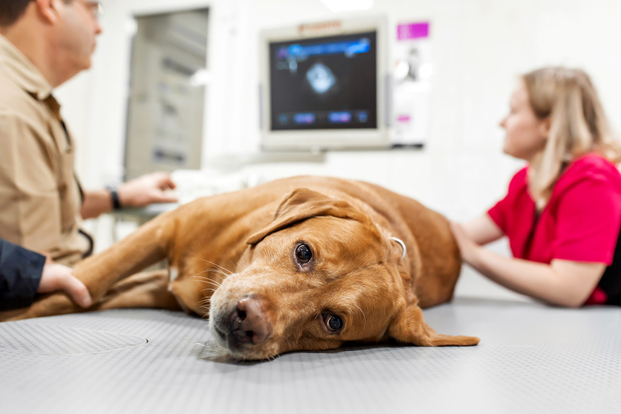 Doctor veterinarian makes ultrasound and cardiogram of the dog`s heart in the office. Sick dog breed Labrador looking at the camera close-up.