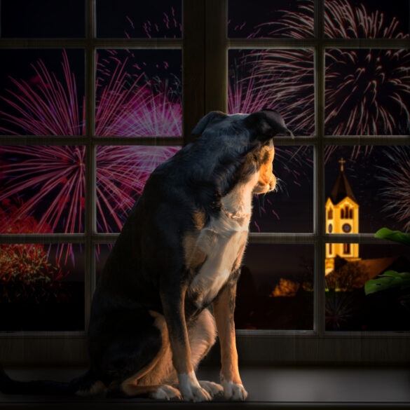 More pets go missing on fourth of july than any other day in new jersey - photo licensed by shore news network.