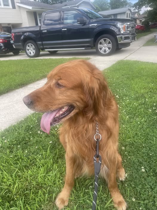 Lost dog found near Cambridge Road in Cherry Hill