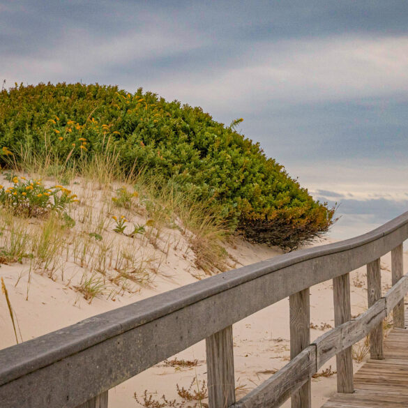 New jersey restricts access island beach state park through late august over birds and toilets - photo licensed by shore news network.