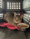 Cat abandoned in carrier behind virginia pet store, suspect identified through surveillance