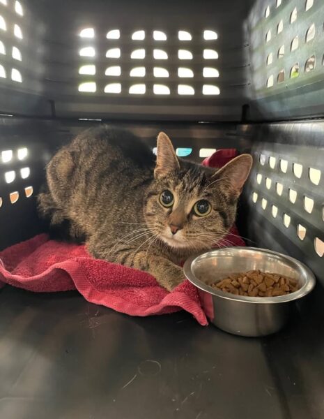 Cat abandoned in carrier behind Virginia pet store, suspect identified through surveillance