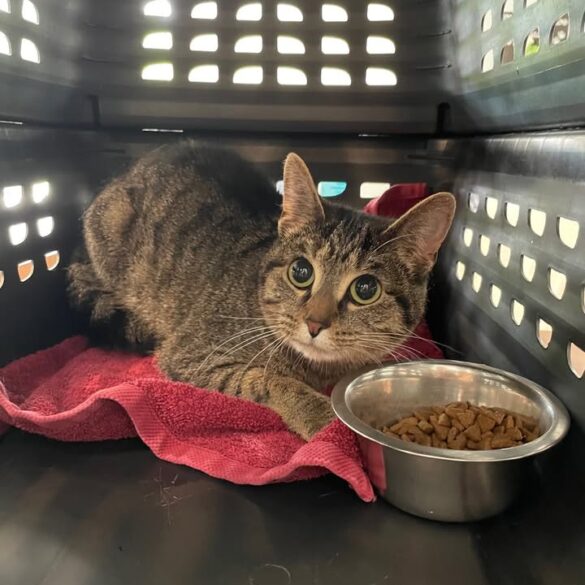 Cat abandoned in carrier behind virginia pet store, suspect identified through surveillance - photo licensed by shore news network.