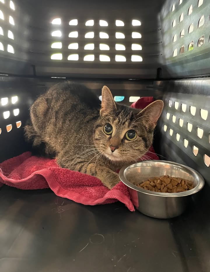 Cat abandoned in carrier behind Virginia pet store, suspect identified through surveillance