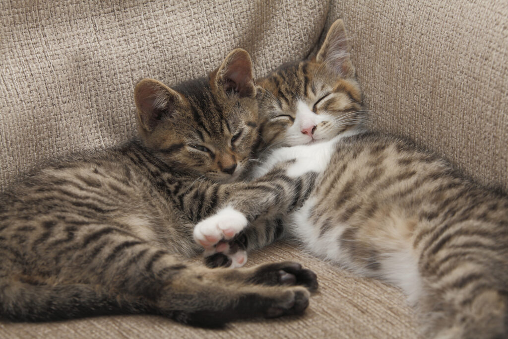 Kittens - File Photo