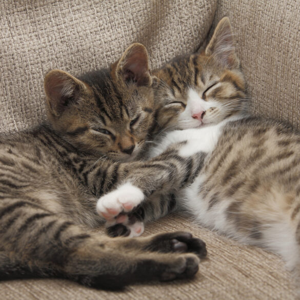 Kittens - file photo