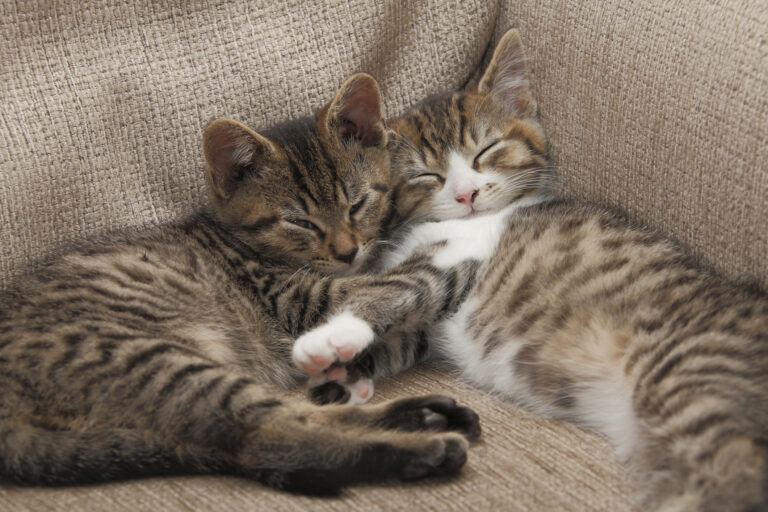 Kittens - file photo