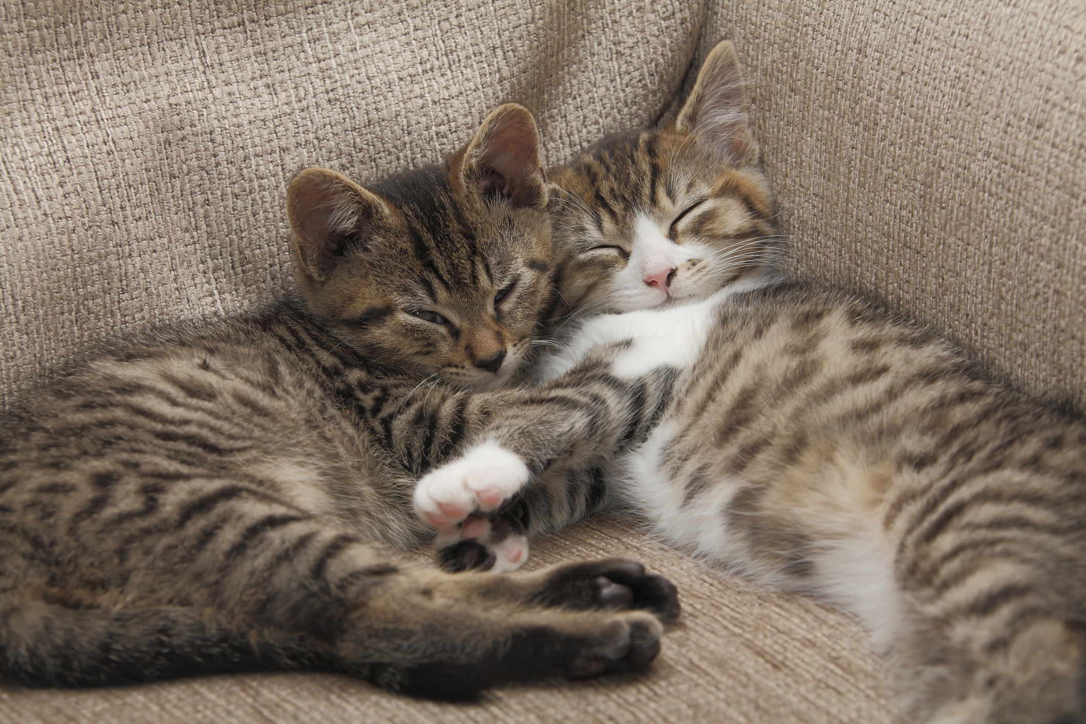 Kittens - File Photo
