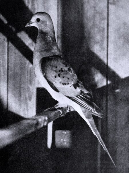 5 Animals in New Jersey That Have Gone Extinct