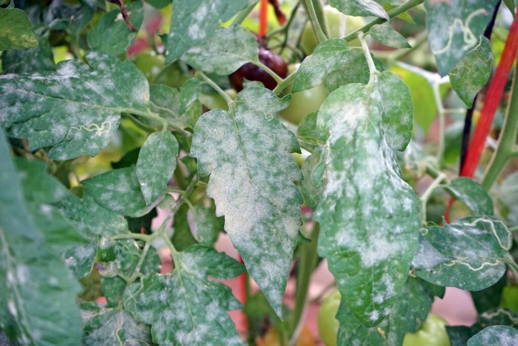 High heat, rain and humidity bring challenges for New Jersey gardeners