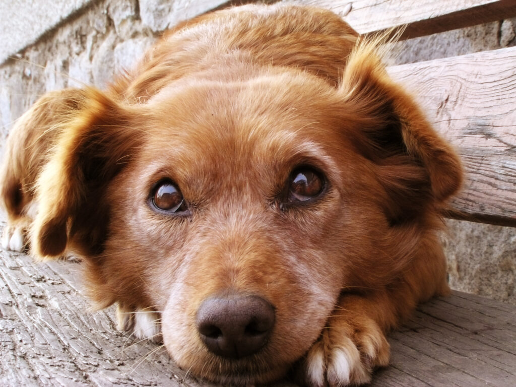 Fireworks Safety Tips for dogs and humans on Fourth of July
