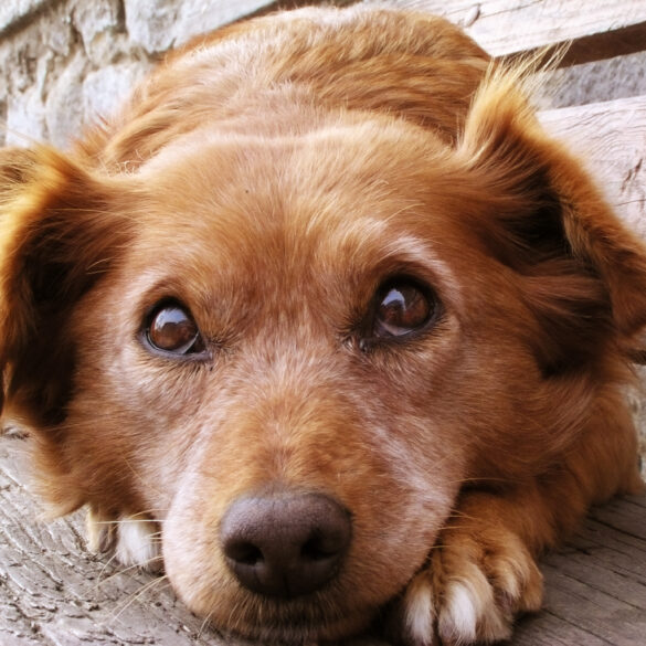 Fireworks safety tips for dogs and humans on fourth of july - photo licensed by shore news network.