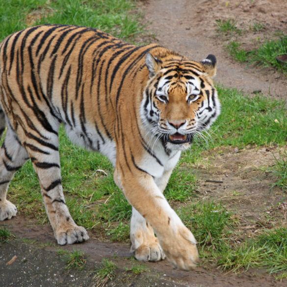 ‘tiger king’ figure doc antle sentenced to 12 months for wildlife trafficking and laundering smuggling funds - photo licensed by shore news network.