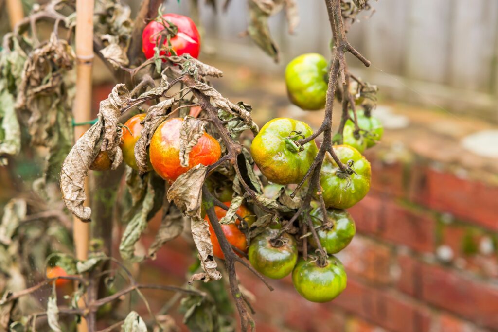 High heat, rain and humidity bring challenges for New Jersey gardeners