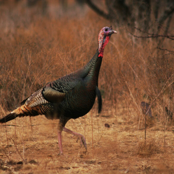 Pennsylvania game commission urges public to report wild turkey sightings through august - photo licensed by shore news network.