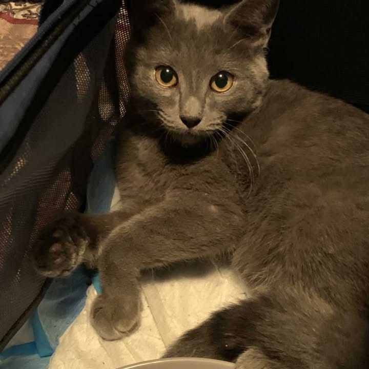 New Rochelle man sexually assaulted woman and strangled her cat to death