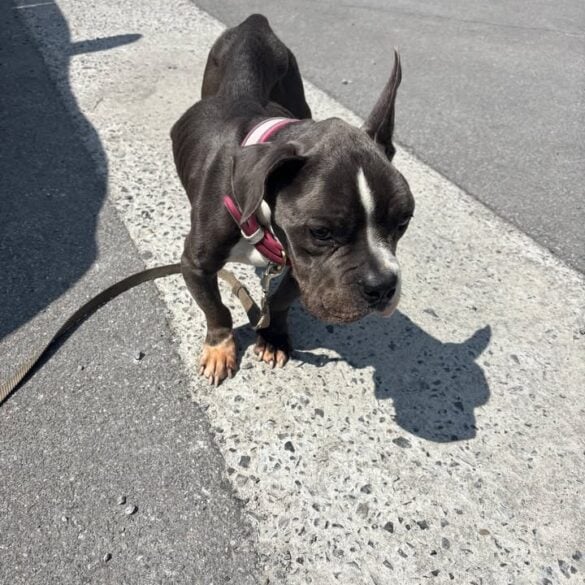Utica police seek owner of severely emaciated dog found on mortimer street - photo licensed by shore news network.
