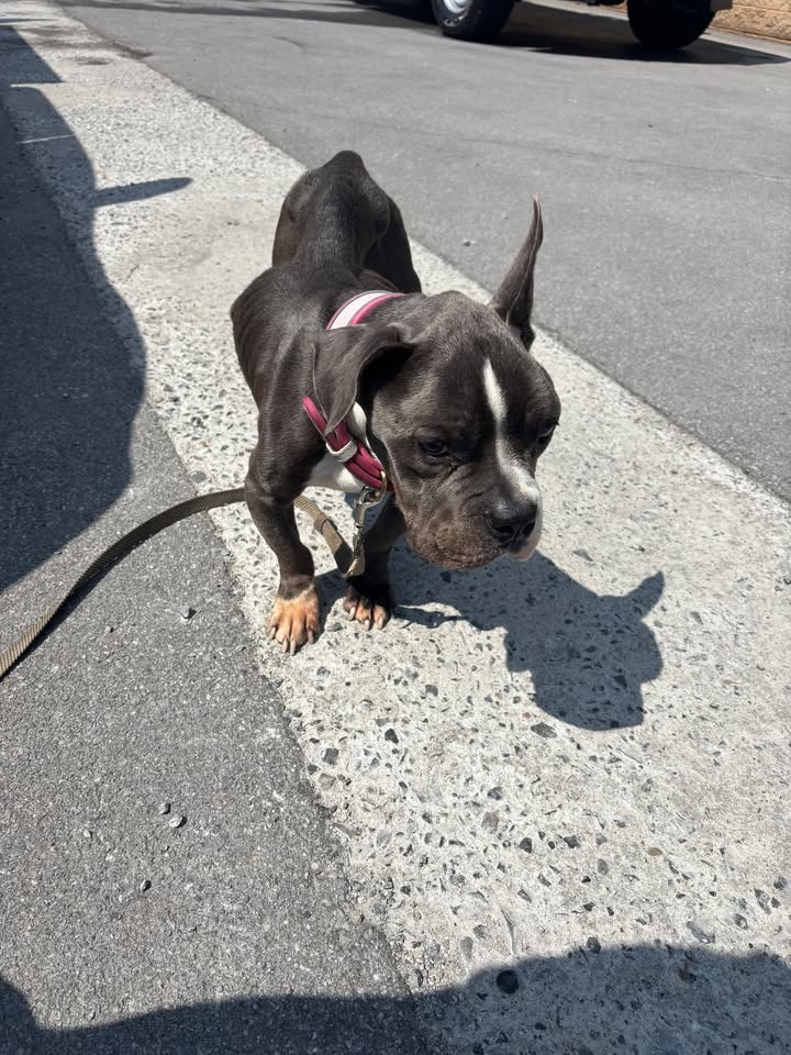 Utica police seek owner of severely emaciated dog found on Mortimer Street