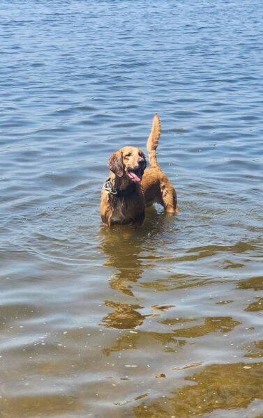 Troop E bloodhound locates missing woman with Alzheimer’s in Glastonbury woods